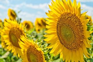 ସୂର୍ଯ୍ୟମୁଖୀ ଫୁଲଗୁଡ଼ିକ ସୂର୍ଯ୍ୟଙ୍କ ଆଡକୁ କାହିଁକି ମୁହାଁଇଥାନ୍ତି, ଆସନ୍ତୁ ଜାଣିବା….