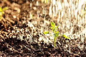 ବର୍ଷା ପରେ ମାଟିରୁ ବାସ୍ନା କାହିଁକି ଆସେ