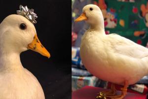 ବତକର ରୋଜଗାର ମାସକୁ ତିନି ଲକ୍ଷ ଟଙ୍କା