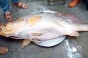 ଜାଲରେ ପଡିଲା ବିଶାଳକାୟ ମାଛ, ଯାହାର ଦାମ ୩୬ ଲକ୍ଷରୁ ଉର୍ଦ୍ଧ୍ବ ଟଙ୍କା