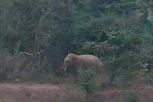 ହାତୀ ଦଳି ଦେବାରୁ ଜଣଙ୍କର ମୃତ୍ୟୁ