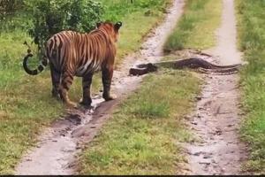 ବାଘୁଣୀ-ଅଜଗର ଲଢ଼େଇ : ଡାକ୍ତରଖାନା ଗଲା ଅଜଗର