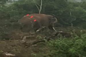 ଟ୍ରାଙ୍କୁଲାଇଜ ବେଳେ ଅଘଟଣ, ହାତୀ ଆକ୍ରମଣରେ ଫରେଷ୍ଟରଙ୍କ ସମେତ ୪ ଆହତ