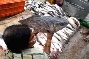 ଆଜି ଜମିବ ଅସଲ ଛାଡଖାଇ ବେପାର, ଚାନ୍ଦି କେଜି ୧୪ ଶହକୁ ଇଲିସ କେଜି ୧୨ ଶହ