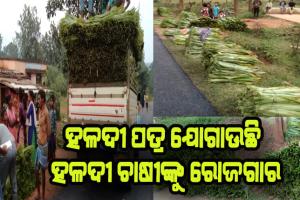 ହଳଦୀ ପତ୍ର ଯୋଗାଉଛି ହଳଦୀ ଚାଷୀଙ୍କୁ ରୋଜଗାର, ପ୍ରଥମାଷ୍ଟମୀ ପାଇଁ ଟ୍ରକ୍‍ ଟ୍ରକ୍‍ ହଳଦୀ ପତ୍ର ବିକିଲେ କନ୍ଧମାଳର ଚାଷୀ