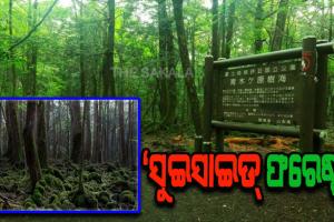 ବିଶ୍ବର ଏପରି ଏକ ରହସ୍ୟମୟ ସ୍ଥାନ ଯେଉଁଠି ‘ଜୀବନ ନେଉଛି ଜଙ୍ଗଲ’ !