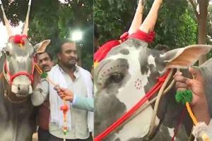 ଷଣ୍ଢର ଦାମ ଏକ କୋଟି ଟଙ୍କା !