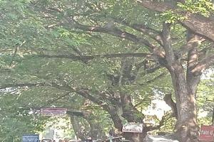 ଶହେ ବର୍ଷର ପୁରୁଣା ଚାକୁଣ୍ଡା ଗଛ ନକାଟିବାକୁ ଜିଲ୍ଲାପାଳଙ୍କୁ ଦାବିପତ୍ର