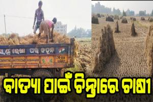 ବାତ୍ୟା ପାଇଁ ଚିନ୍ତାରେ ଚାଷୀ, ବିଲରେ ପଡ଼ି ରହିଛି ହେକ୍ଟର ହେକ୍ଟର ପାଚିଲା ଧାନ