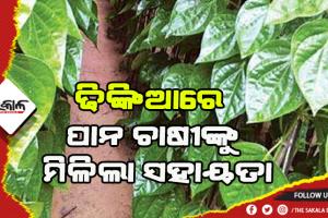 ଢିଙ୍କିଆରେ ୨୨୫ ପାନ ଚାଷୀଙ୍କୁ ମିଳିଲା ୫କୋଟି ୬୬ ଲକ୍ଷ