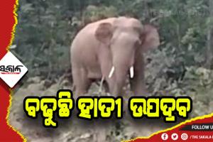 ଥମୁନି ହାତୀ ଉପଦ୍ରବ: ଗୋଟିଏ ରାତିରେ ଭାଙ୍ଗିଲେ ୬ ଘର