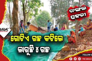 ସହଭାଗିତା ଶିଖାଉଛି ମୟୂରଭଞ୍ଜର ‘ମାଣ୍ଡାମ’ ଗାଁ: ଠେଙ୍ଗାପାଳି କରି ଜଗୁଛନ୍ତି ୪୨୩ ଏକର ଜଙ୍ଗଲ, ଗୋଟିଏ ଗଛ କଟିଲେ ଲାଗୁଛି ୪ ଗଛ