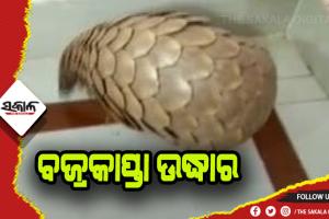 ଏସଟିଏଫ ପଞ୍ଝାରେ ବଜ୍ରକାପ୍ତା ଚୋରା ଚାଲାଣକାରୀ, ପୁଣି ଉଦ୍ଧାର ହେଲା ଏକ ଜୀବନ୍ତ ବଜ୍ରକାପ୍ତା