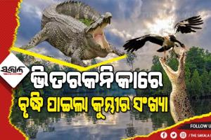 ଭିତରକନିକାରେ ଶେଷ ହେଲା କୁମ୍ଭୀର ଗଣନା, ଠାବ ହେଲା ୧୨୦ ବର୍ଷୀୟ ୨୦ ଫୁଟରୁ ଅଧିକ ଲମ୍ବର ବଉଳା କୁମ୍ଭୀର