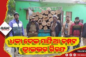 ଶିମିଳିପାଳରେ କାଠ ମାଫିଆ, ଧକା ଦେଇ ମାଫିଆ ଚମ୍ପଟ