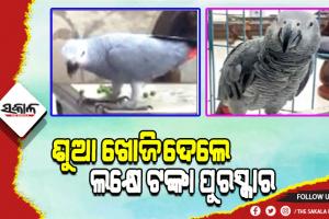 ଶୁଆକୁ ଖୋଜି ଆଣିଲେ ଏକ ଲକ୍ଷ ଟଙ୍କା ପୁରସ୍କାର