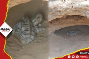 ବୋରିଗୁମ୍ମାରେ ବାଘ ଆତଙ୍କ, ଗୁମ୍ଫାରୁ ମିଳିଛି ଦୁଇଟି ବାଘ ଛୁଆ