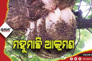 ମହୁମାଛି ଆକ୍ରମଣ: ୧ମୃତ, ୩ ଗୁରୁତର
