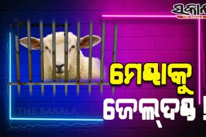 ମହିଳାଙ୍କ ହତ୍ୟା ମାମଲାରେ ମେଣ୍ଢାକୁ ୩ ବର୍ଷ ଜେଲ୍‌ଦଣ୍ଡ !