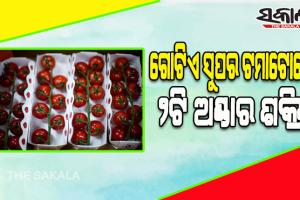 ସୁପର ଟମାଟୋ ବନାଇଲେ ବୈଜ୍ଞାନିକ; ଗୋଟିଏ ଟମାଟୋରେ ୨ଟି ଅଣ୍ଡାର ଶକ୍ତି