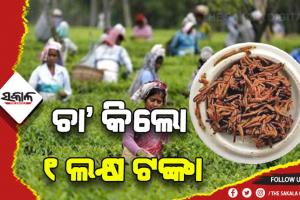 ଆସାମର ପାଭୋଜନ୍‌ ଗୋଲ୍ଡ ଟି ସବୁଠୁ ମହଙ୍ଗା ଚା’: କିଲୋ ୧ ଲକ୍ଷ ଟଙ୍କାରେ ହେଲା ନିଲାମ