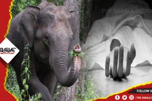 ଦନ୍ତା ହାତୀ ଆକ୍ରମଣରେ ମହିଳା ମୃତ