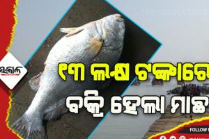 ଦୀଘା ମୁହାଣରେ ୧୩ଲକ୍ଷ ଟଙ୍କାରେ ବିକ୍ରି ହେଲା ୫୫କିଲୋର ତେଲିଆଶୀଳା ମାଛ