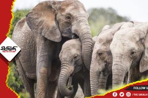 ବନ ବିଭାଗକୁ ଜଣାନାହିଁ ରାଜ୍ୟର ହାତୀ ସଂଖ୍ୟା !