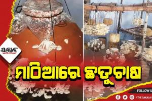 ମାଠିଆରେ ଛତୁଚାଷ କରିବାର ସହଜ ଉପାୟ