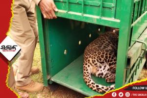 ଶିକାରୀ ଫାସରେ ଫସିଲା କଲରାପତରିଆ ବାଘ, ୮ଘଣ୍ଟା ପରେ ଉଦ୍ଧାର କଲା ବନ ବିଭାଗ