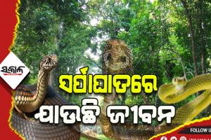 ମୟୁରଭଞ୍ଜର ଗୋପବନ୍ଧୁ ନଗର ବ୍ଲକରେ ସାପ କାମୁଡାରେ ବର୍ଷକୁ ଯାଉଛି ୧୦ରୁ ଅଧିକ ଜୀବନ