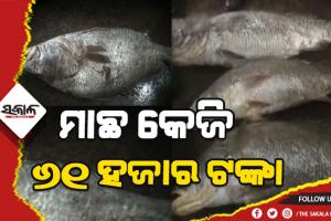 ମତ୍ସ୍ୟଜୀବୀଙ୍କ ଜାଲରେ ପଡ଼ିଲା ବିରଳ ମାଛ: କେଜି ପ୍ରତି ୬୧ ହଜାର ଟଙ୍କା