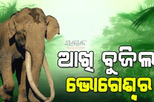 ୭୦ ବର୍ଷ ବୟସରେ ଏସିଆର ସବୁଠାରୁ ଲମ୍ବା ଦାନ୍ତ ଥିବା ହାତୀ ଭୋଗେଶ୍ବରର ମୃତ୍ୟୁ