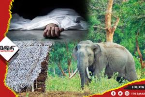 ଗଜରାଜ ଆତଙ୍କ: ମହିଳାଙ୍କୁ କଚାଡ଼ି ମାରିଲା ଦନ୍ତା