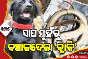 ସାପ ମୁହଁରୁ ନିଜ ମାଲିକର ଜୀବନର ବଞ୍ଚାଇଲା ପୋଷା କୁକୁର