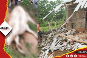 ଖାଦ୍ୟ ଅନ୍ୱେଷଣରେ ଘରେ ପଶିଲେ ହାତୀଶାବକ: ଲକ୍ଷାଧିକ ଟଙ୍କାର ସମ୍ପତ୍ତି ନଷ୍ଟ, ଗୁହାଳରୁ ଘୋଷାରିଆଣି ଗାଈକୁ କଚାଡି ମାରିଲେ