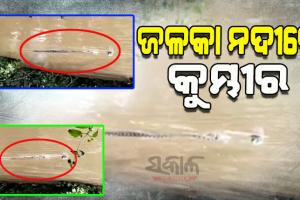 ଜଳକା ନଦୀରେ ବୁଲୁଛି କୁମ୍ଭୀର, ଭୟଭୀତ ଅବସ୍ଥାରେ ବନ୍ୟା ବିପନ୍ନ