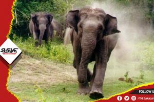 ବିଦ୍ୟୁତ୍ ତାର ଲାଗି ୨ ହାତୀ ମୃତ, ବନବିଭାଗର ତଦନ୍ତ ଜାରି