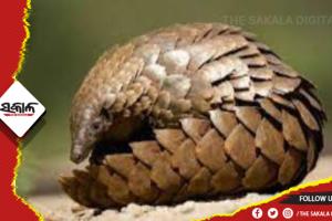 ଭୁବନେଶ୍ୱରରୁ ଜୀବନ୍ତ ବଜ୍ରକାପ୍ତା ଉଦ୍ଧାର: ଘଟଣା ସ୍ଥଳରେ ପହଞ୍ଚିଲା ନନ୍ଦନକାନନର ରିସର୍ଚ୍ଚ ଟିମ୍‌, ଆହୁରି ଅନେକ ବଜ୍ରକାପ୍ତା ଥିବା ସନ୍ଦେହ