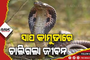 ମହଙ୍ଗା ପଡ଼ିଲା ଡାକ୍ତରଙ୍କ ପାଖକୁ  ନ ଯାଇ ଗୁଣିଆ ପାଖକୁ ଯିବା: ସାପ କାମୁଡାରେ ଚାଲିଗଲା ୨ ଜୀବନ