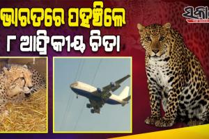 ଦୀର୍ଘ ୭୦ ବର୍ଷ ଅପେକ୍ଷାର ଅନ୍ତ: ସ୍ବତନ୍ତ୍ର ବିମାନ ଯୋଗେ ଆଫ୍ରିକାର ନାମିବ୍ୟାରୁ ଭାରତକୁ ଆସିଲେ ୮ ଚିତା ବାଘ