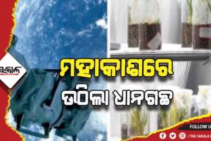 ଚୀନ୍‌ ମହାକାଶ ଯାତ୍ରୀଙ୍କୁ ବଡ଼ ସଫଳତା, ମହାକାଶରେ ଉଠିଲା ଧାନଗଛ