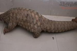 ବଜ୍ରକାପ୍ତା ଚୋରା ଚାଲାଣ ବେଳେ ୮ ଜଣଙ୍କୁ ଗିରଫ କଲା ବନ ବିଭାଗ, ଜୀବନ୍ତ ବଜ୍ରକାପ୍ତା ଉଦ୍ଧାର