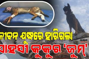 ଜୀବନ ଯୁଦ୍ଧରେ ହାରିଗଲା ଭାରତୀୟ ସେନାର ସାହସୀ କୁକୁର ‘ଜୁମ୍‌’, ୨ଟି ଗୁଳି ବାଜି ମଧ୍ୟ ଆତଙ୍କବାଦୀଙ୍କ ସହ କରିଥିଲା ଲଢେଇ