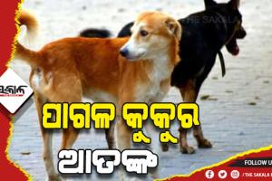 ପାଗଳ କୁକୁର ଆତଙ୍କ, ୩ ଶିଶୁ ଗୁରୁତର