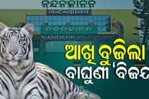 ନନ୍ଦନକାନନ ପ୍ରାଣୀଉଦ୍ୟାନରେ ଧଳା ବାଘୁଣୀ ‘ବିଜୟା’ର ଚିକିତ୍ସାଧୀନ ଅବସ୍ଥାରେ ମୃତ୍ୟୁ, ୨୫କୁ ହ୍ରାସ ପାଇଲା ବାଘ ସଂଖ୍ୟା