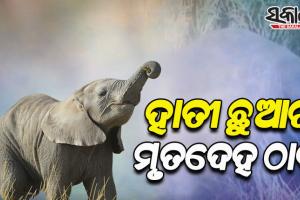 ରାଜ୍ୟରେ ଥମୁନି ହାତୀ ମୃତ୍ୟୁ; ବୁଗୁଡ଼ାରେ ପୁଣି ଏକ ଛୁଆହାତୀର ମୃତ ଦେହ ଉଦ୍ଧାର
