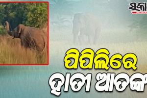 ପିପିଲିରେ ହାତୀ ଆତଙ୍କ; ଲୋକଙ୍କୁ ଦେଖିଲେ ଗୋଡାଉଛି ହାତୀ, ଭୟଭୀତ ଅଞ୍ଚଳବାସୀ