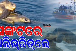 କଟକଣା ସତ୍ତ୍ବେ ଟ୍ରଲର୍‌ରେ ଚାଲିଛି ମାଛଧରା, ପ୍ରଭାବିତ ହୋଇପାରେ କଇଁଛଙ୍କ ଗଣଅଣ୍ଡାଦାନ