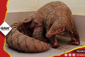 ବଜ୍ରକାପ୍ତା ଚୋରା ଚାଲାଣ ବେଳେ ମାଡି ବସିଲା  STF: ଜୀବନ୍ତ ବଜ୍ରକାପ୍ତା ଉଦ୍ଧାର, ଜଣେ ଗିରଫ